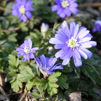 Anemone apennina 'Petrovac' CEH 538 Photo: A. Hoog